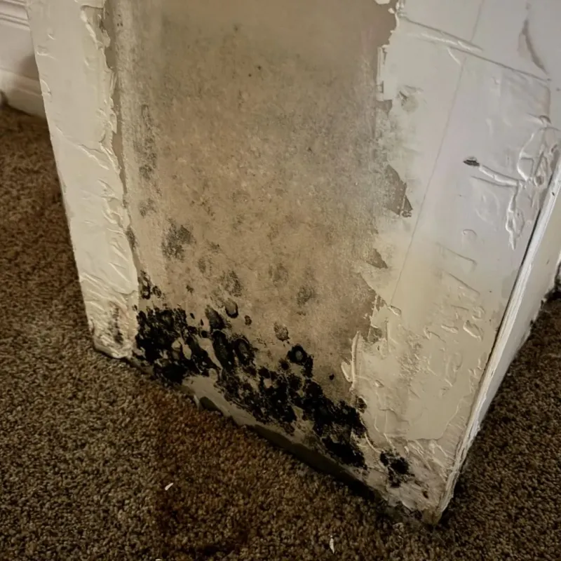 Professional Mold Removal in Woonsocket, SD